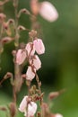St. Dabeocâs heath Daboecia cantabrica Irish Princess, veined pink flowers in close-up Royalty Free Stock Photo